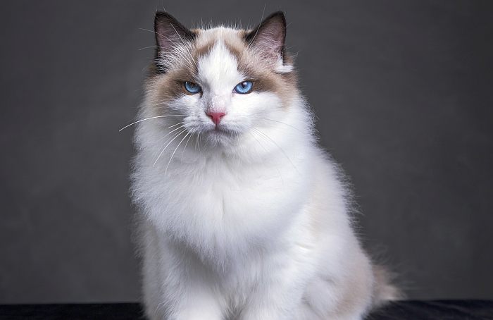 котик для дитини
