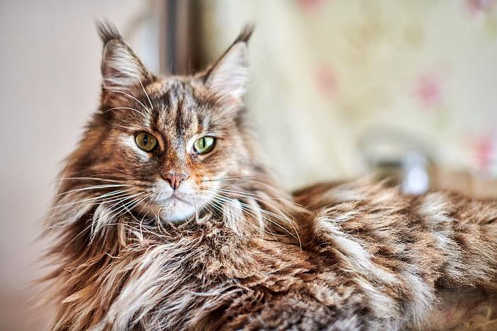 котик для дитини