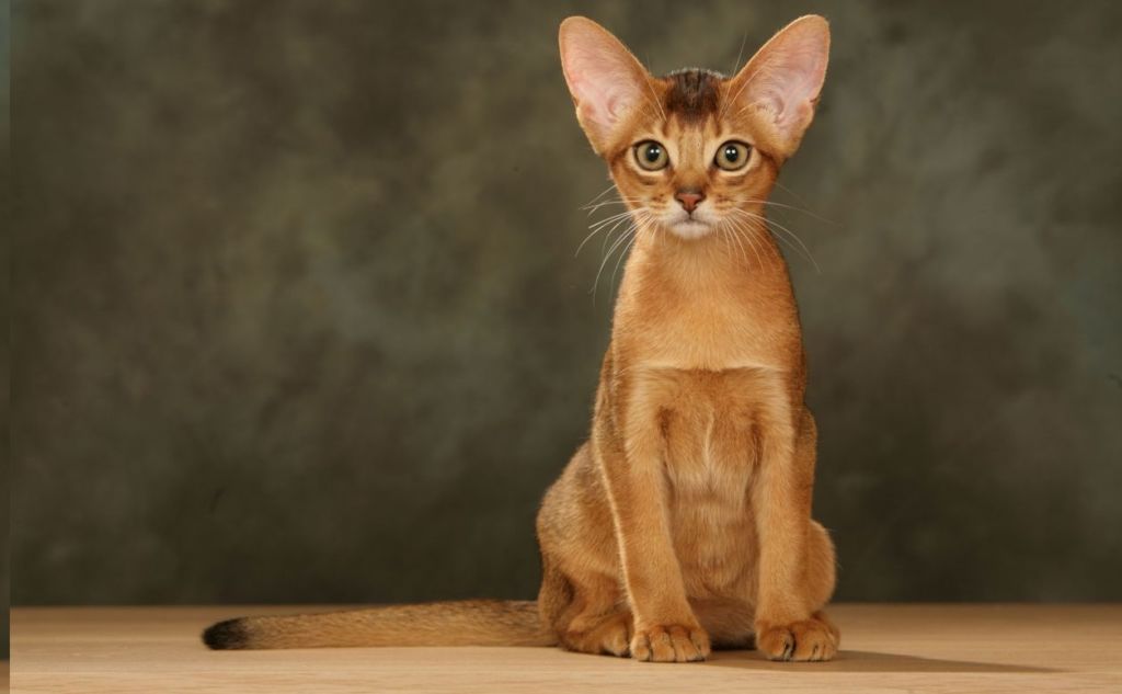 котик для дитини