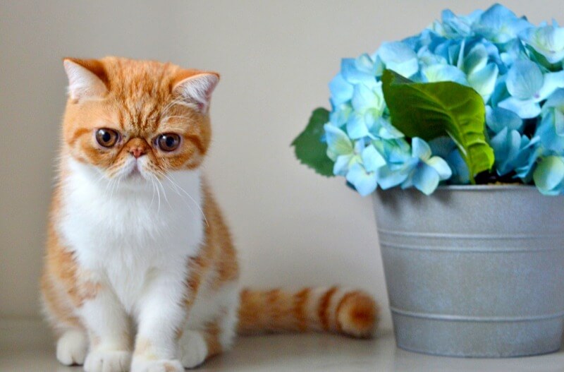 котик для дитини