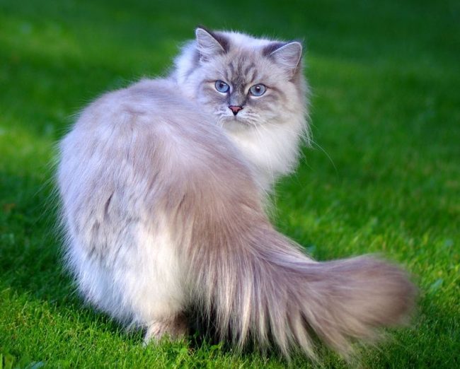 котик для дитини