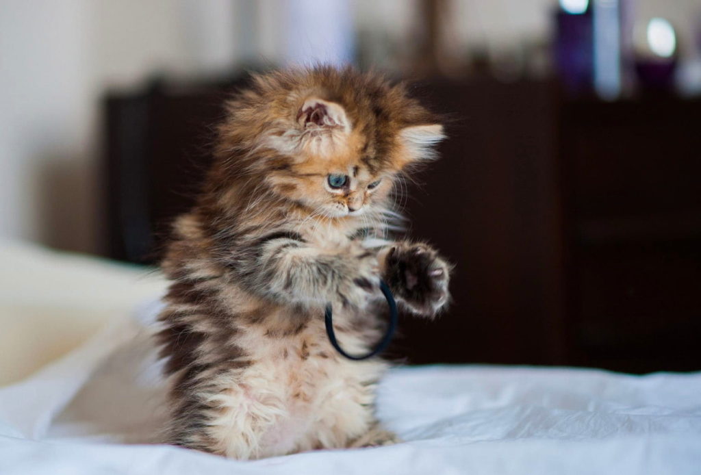 котик для дитини