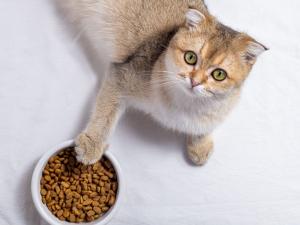 уход за кастрированными котами